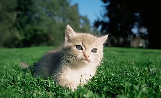 为什么越来越讨厌猫，越来越不喜欢自己的猫怎么办