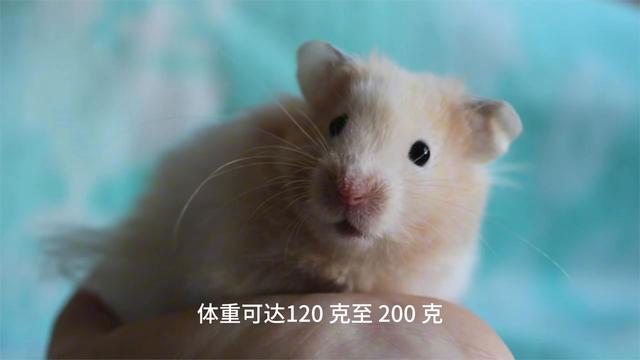 紫仓糖尿病(紫仓容易得糖尿病吗)