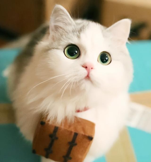 为什么越来越讨厌猫，越来越不喜欢自己的猫怎么办