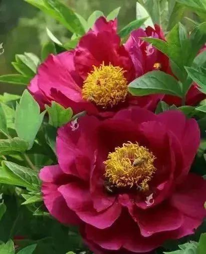 各种最好看的鲜花，分享40多种美丽的鲜花