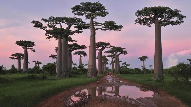 世界上最神奇的水树，既能储水又能当做食物