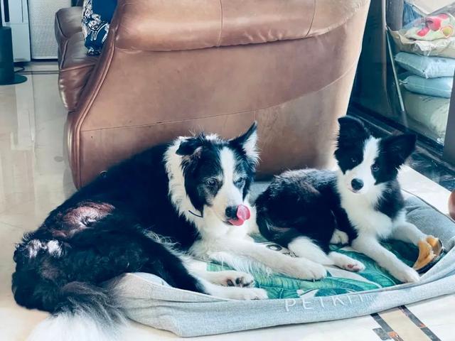 边牧和串串的狗哪个好养，毛毛宠城堡新宠