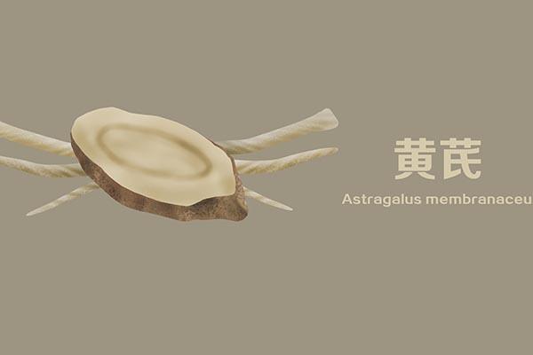 黄芪能快速补气血吗，黄芪能补气血还能抗癌