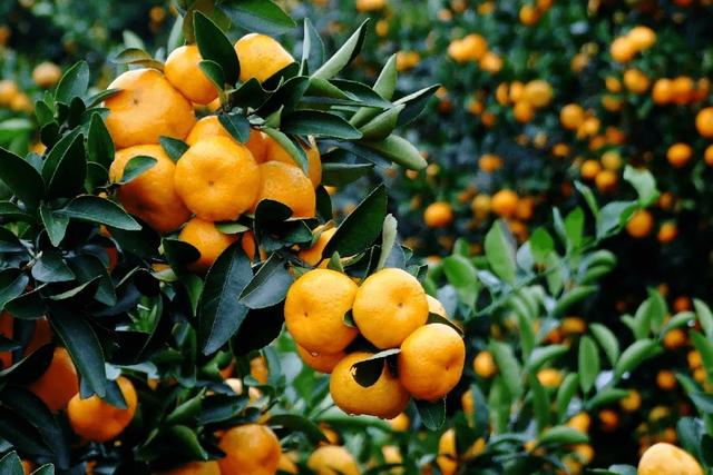 橘子的品种有哪些，柑橘品种有哪些