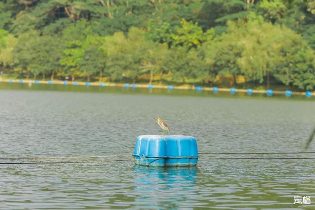 深圳地铁1号线游玩，免费地铁直达深圳这些地方一天玩遍