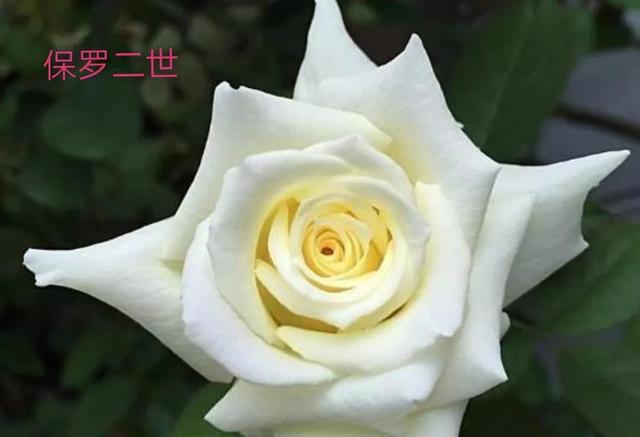 切花月季哪几个品种比较好，常见切花月季一览