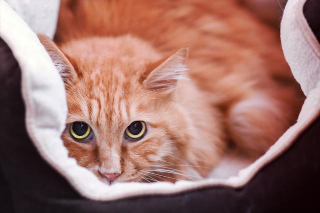 新手养猫基础知识，新手养猫基础知识宠物猫饲养