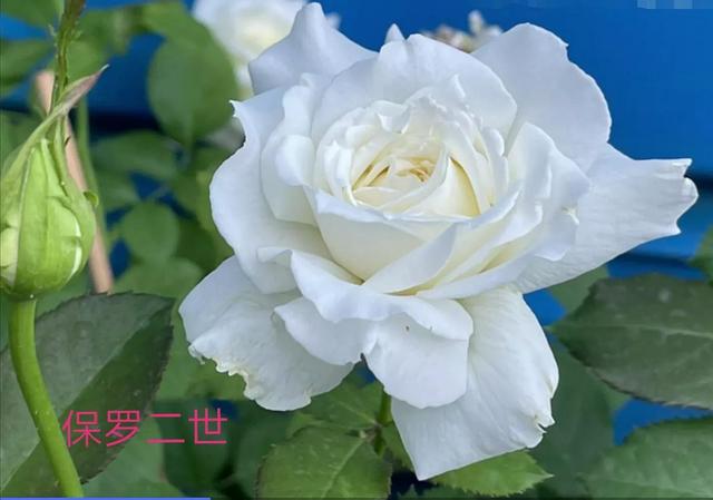 切花月季哪几个品种比较好，常见切花月季一览