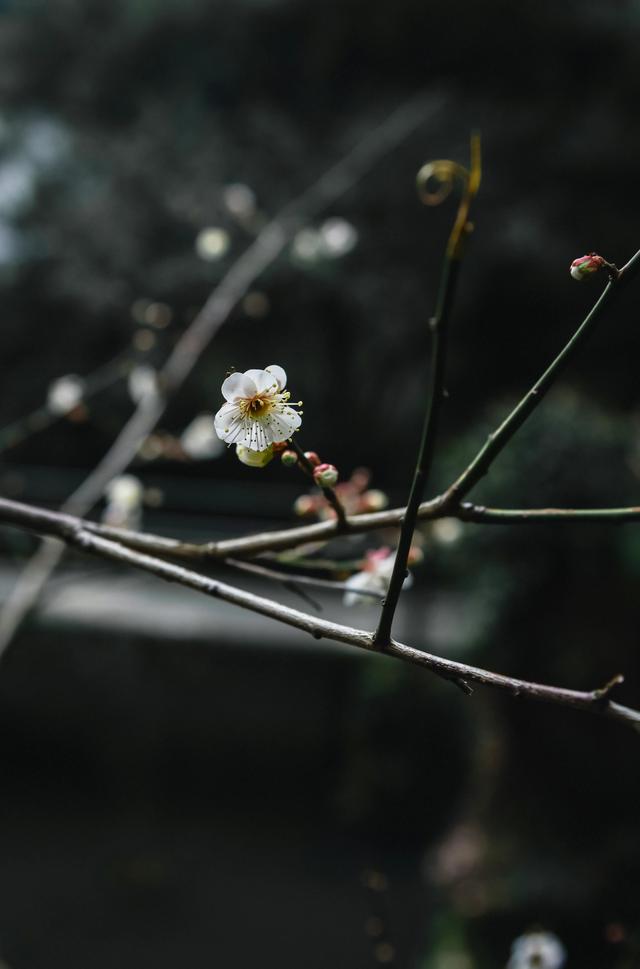 西湖和玄武湖的人文景观比较，孤山不孤西湖的心脏