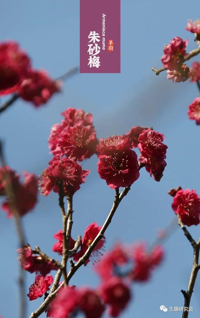 什么梅花品种好，梅花哪个品种比较好看