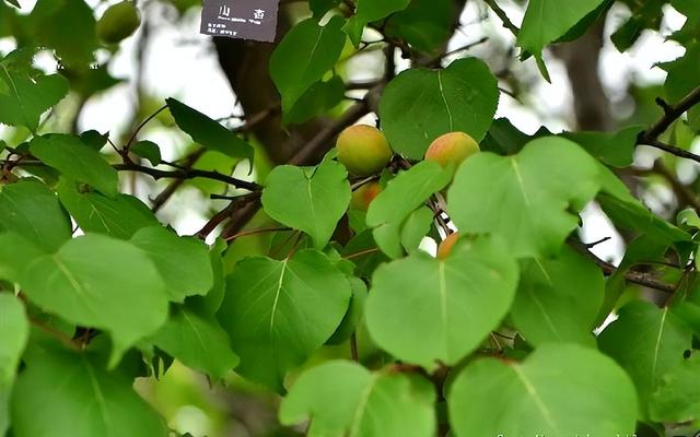 阿脲糖尿病(阿糖尿苷价格)
