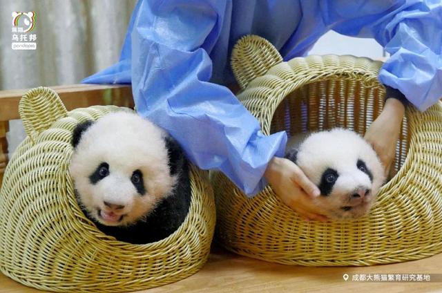 各个年龄段的大熊猫，相隔12年出生的大熊猫