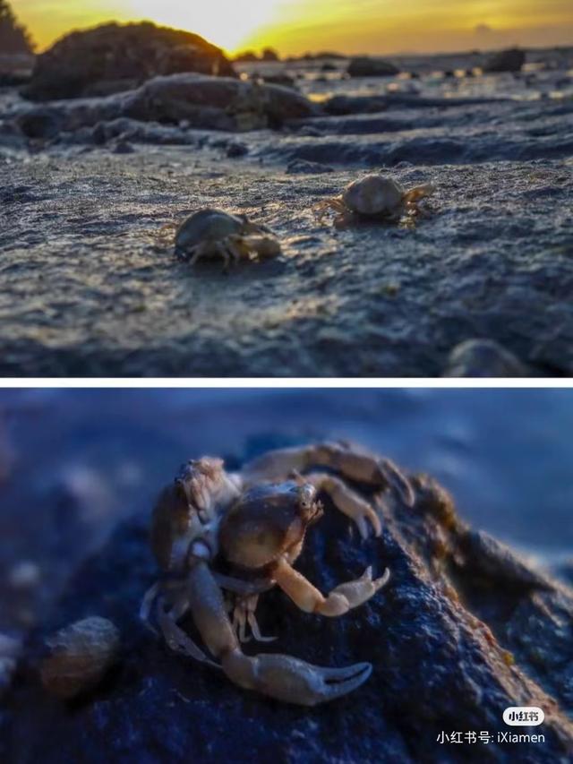 厦门赶海最全攻略，感受花式赶海的快乐