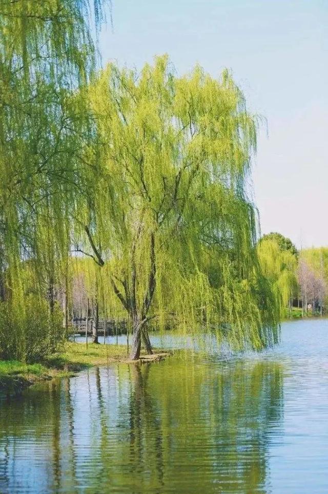 夏诗词飞花令，学生时代必背古诗词大全