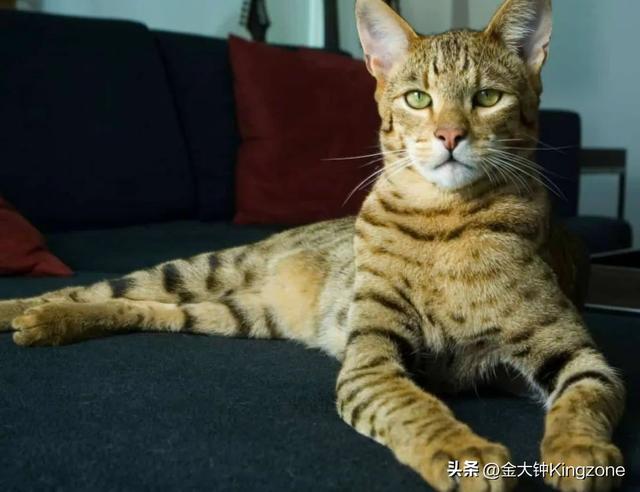 世界上最可爱的猫，世界上最可爱的几十种猫咪（猫味最重的五种猫咪）