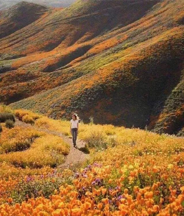樱花草的恋爱，花菱草这个春天
