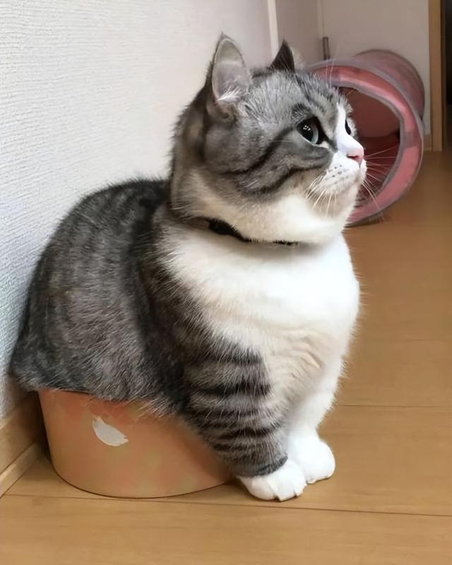 矮脚猫是什么品种，矮脚猫优缺点是什么（小短腿的矮脚猫，傻傻分不清楚）