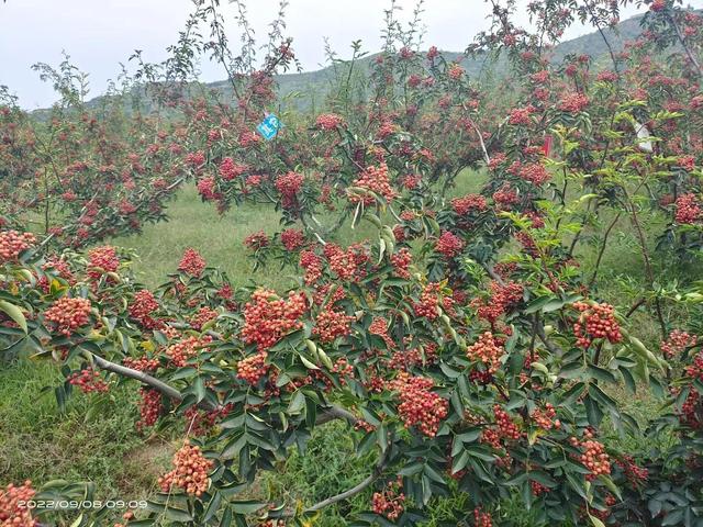 无刺花椒苗价格走势，大家都在找无刺花椒