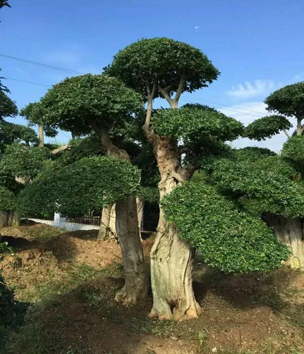 白蜡杆是什么树，白蜡树分类（白蜡杆：别看我瘦）