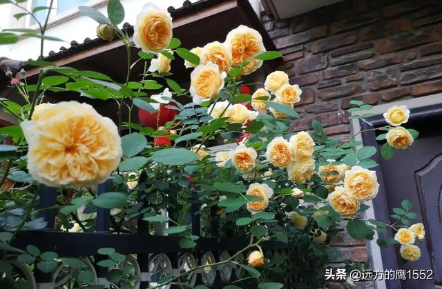 玛格丽特王妃月季，玛格丽特王妃花苞（最值得养的“月季”）