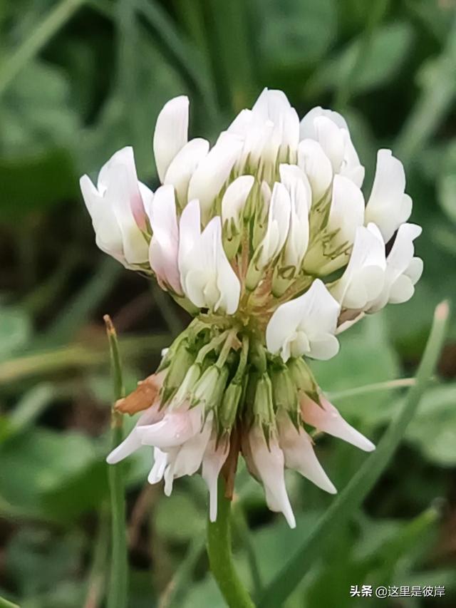 三叶草的叶子是什么形状的，每片叶子都有个胜利的标志