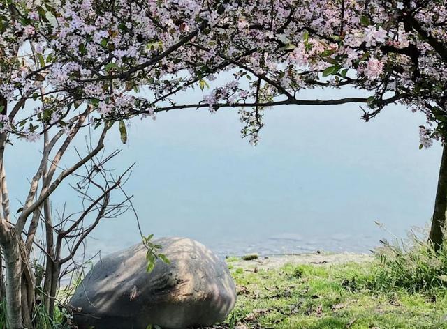 成都看樱花去哪里，樱花开了，成都多地可免费赏花