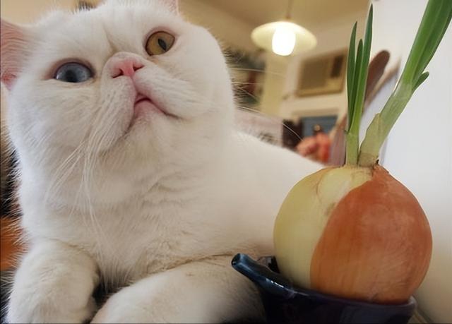 猫不能吃什么东西，猫咪不能吃这5种（猫咪不能吃的10种东西）