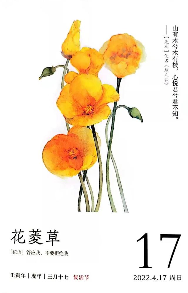 樱花草的恋爱，花菱草这个春天