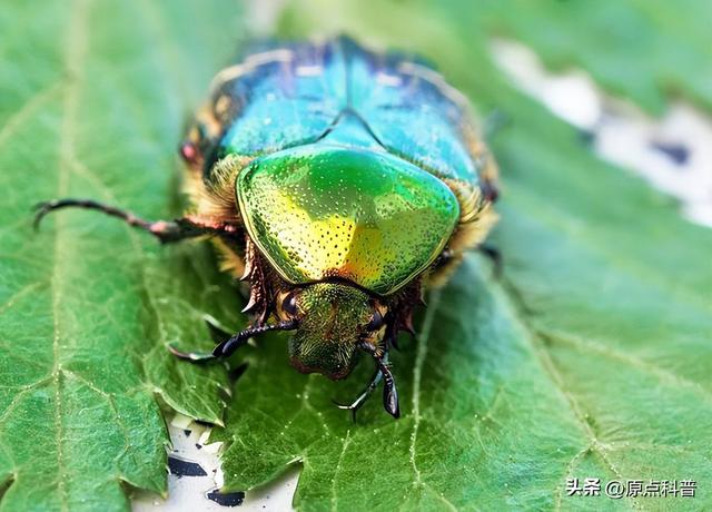 盘点童年玩过的十种昆虫，童年玩过的10种昆虫