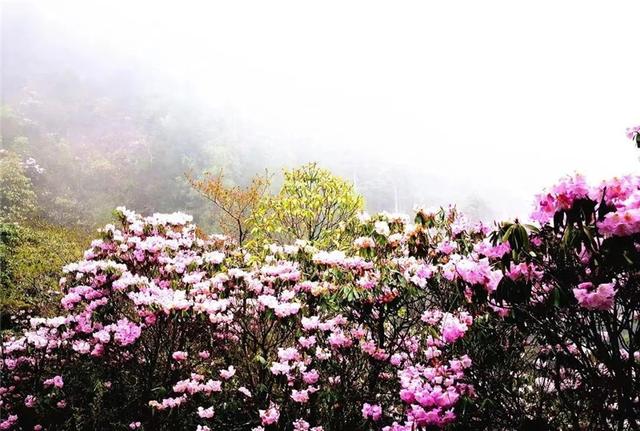 江西必打卡景点武功山，这份吉安武功山旅游攻略请收好
