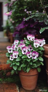 角堇从种子到开花，小花园年年增加的植物--角堇