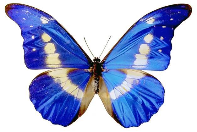 世界八大名贵蝴蝶，世界十大名贵蝴蝶