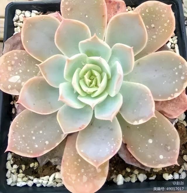 好养的容易上色的景天科多肉，景天科常见多肉图鉴不完全版D系列