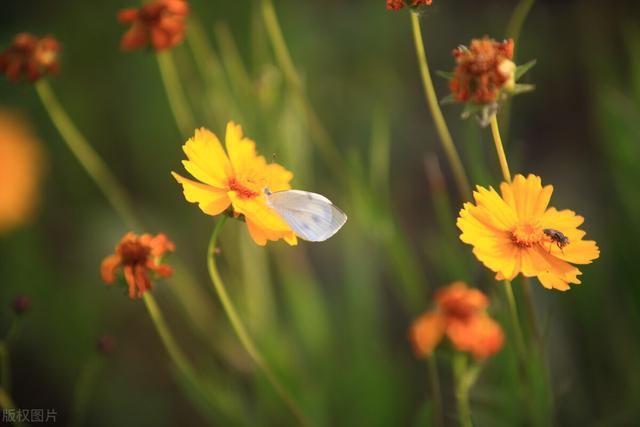菊花有多少种颜色，各类菊花品种