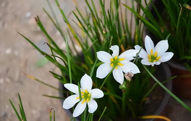 花卉图片及名称大全，常见绿植花卉及名称大全（100种常见花图鉴）