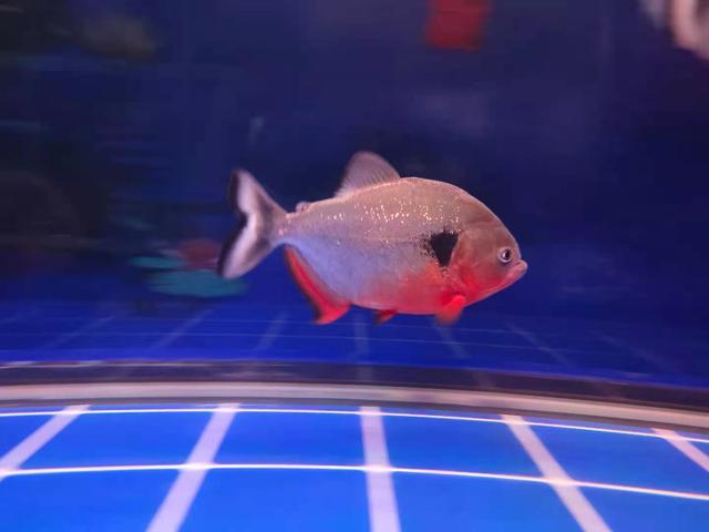 鱼几天喂一次比较好，正确的喂鱼几天喂一次呢