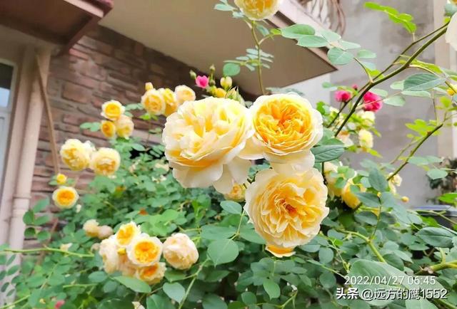 玛格丽特王妃月季，玛格丽特王妃花苞（最值得养的“月季”）