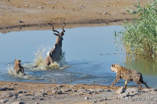 10只犬界战神比特犬，世上最强大比特犬
