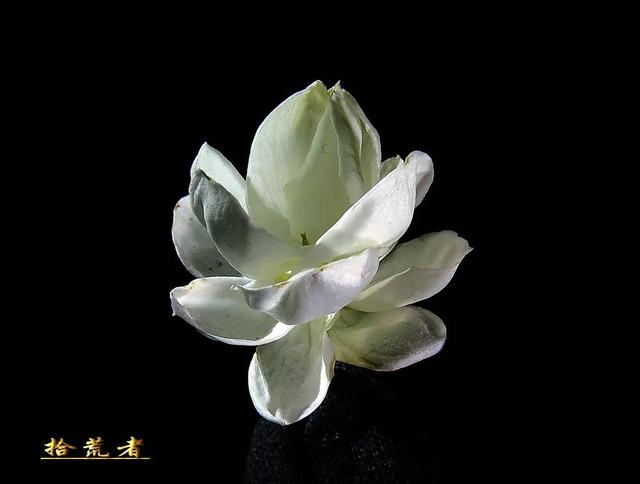 茉莉花代表的寓意是什么,好一朵茉莉花象征 茉莉花代表的寓意是什么,好一朵茉莉花象征