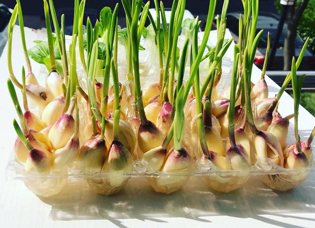 阳台种什么菜就够一家人吃了，9月10月阳台种这3种菜