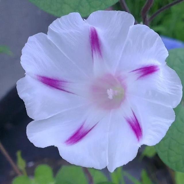 做梦也没想到牵牛花能开成这个样子，斗牛牛心脏（周公解梦：梦见这四种花草）