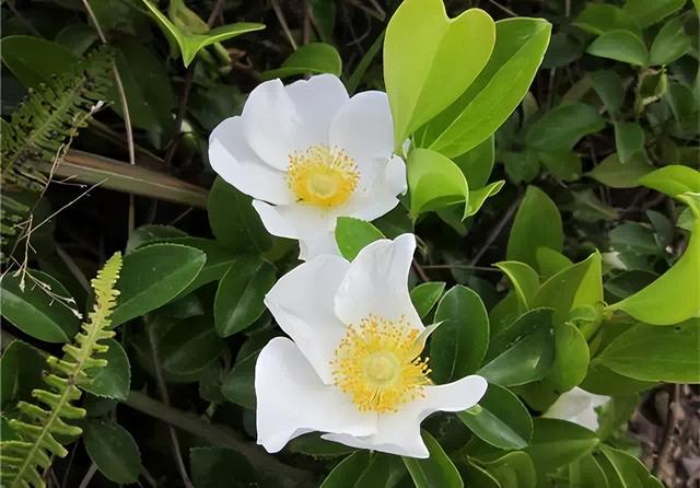 花卉图片及名称大全，常见绿植花卉及名称大全（100种常见花图鉴）