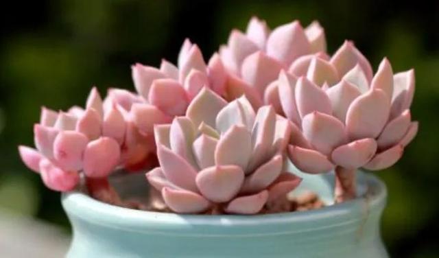 多肉红粉佳人什么样子，普货多肉植物里的俏佳人