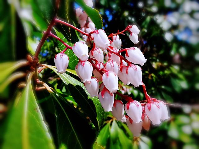 马醉木好不好养，马醉木及其品种介绍