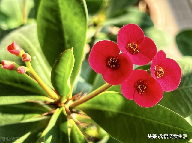 夏天开花的植物，家里养能开花的植物一年四季开花（热不死、晒不死）