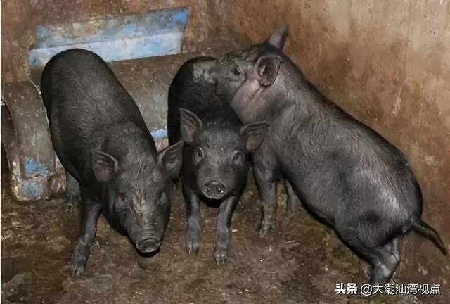 潮汕怎么过元宵节，潮汕20个特别的元宵习俗