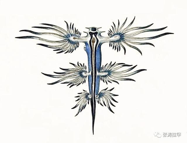 6种长相奇特的动物，千奇百怪一眼销魂