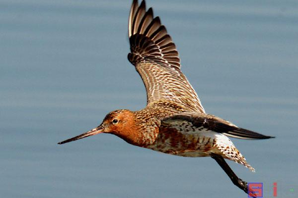 飞行速度最快的鸟，盘点10种飞行速度最快的鸟类（速度堪比人类博尔特）