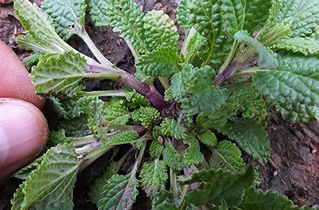 在农村这种植物被称为万能解毒草，农村常见酢浆草价值珍贵