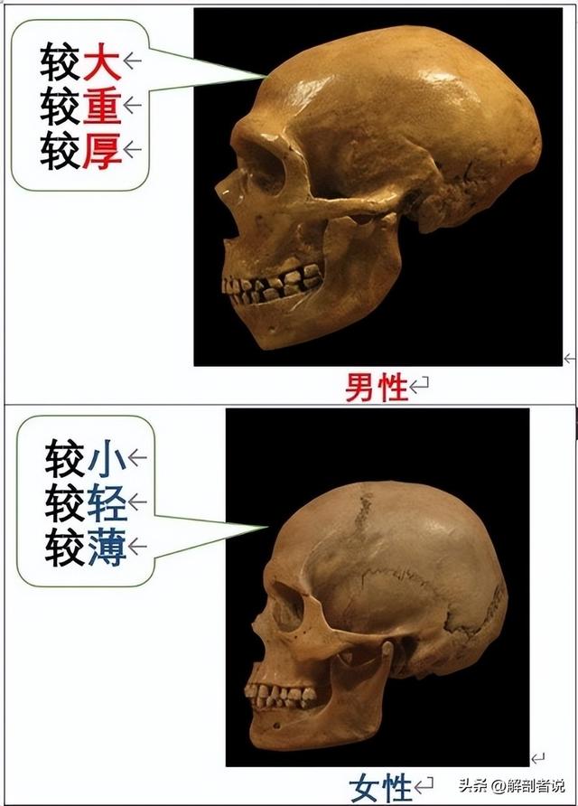雌雄莫辨图解，白话解剖一堆白骨